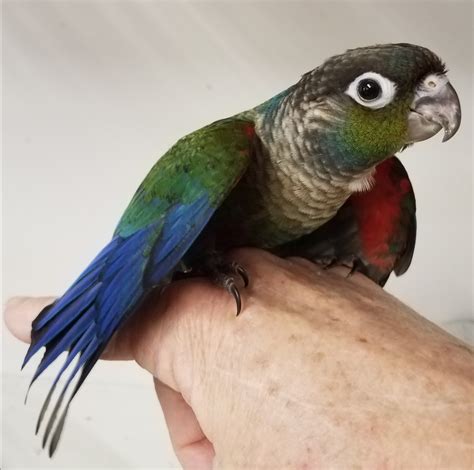 Loves to be out of cage hanging out and interacting with you. . Conure for sale